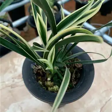 墨兰～金边千金兰3苗1芽 - 中国兰花交易网