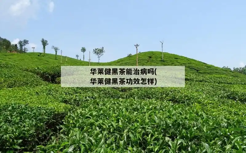 华莱健黑茶能治病吗(华莱健黑茶功效怎样)