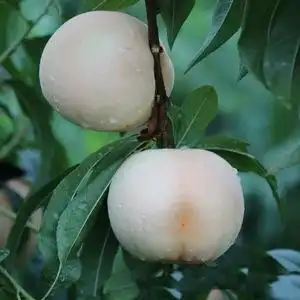 新品种毛桃树苗嫁接苗南方北方种植特大白如玉桃子苗白桃树果树苗