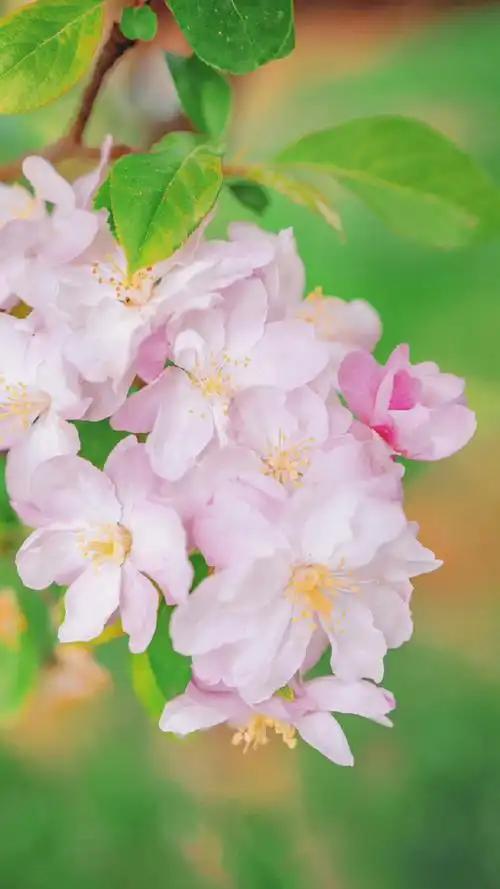 壁纸 花 桌面 690_1227 竖版 竖屏 手机