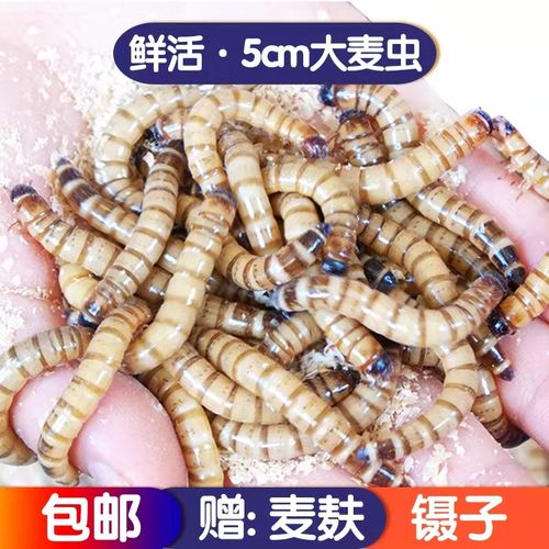 鲜活大麦虫蛋白虫大号面包虫黄粉虫金龙鱼八哥画眉鸟食活体虫子