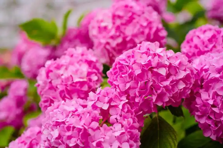 粉色代表什么意义和象征(粉色代表什么意义和象征风水) - 0415花卉网