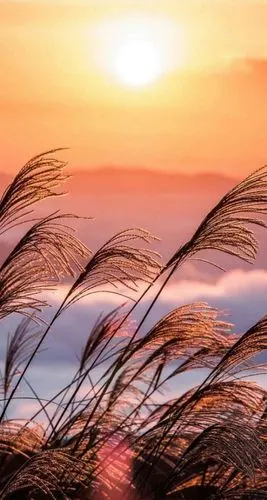 黄昏风景壁纸除了自渡他人爱莫能助