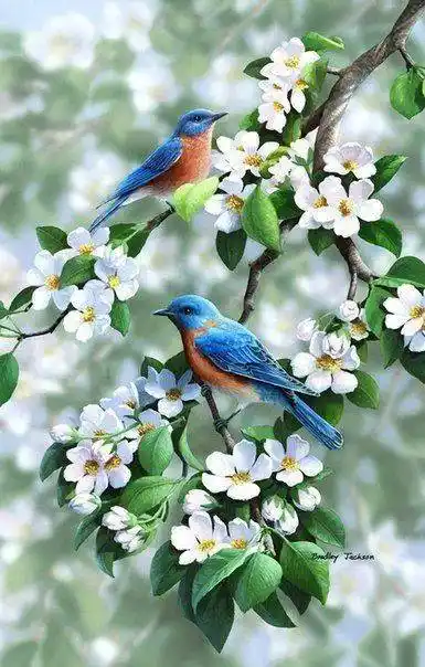 全世界最美艳的花鸟图!