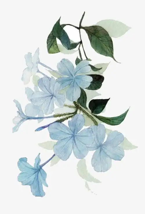 古风手绘水彩花朵1