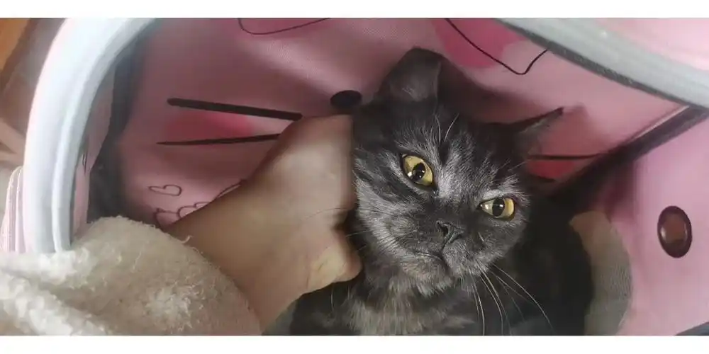 蓝猫与美短的串串找领养