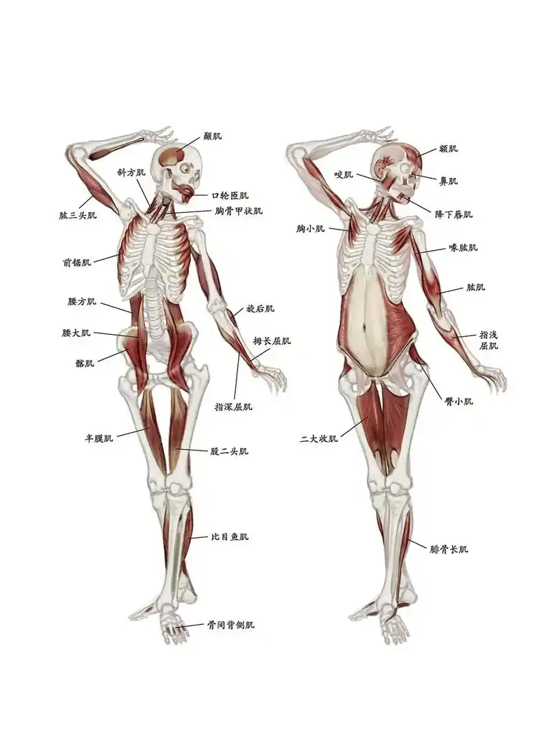 深层和浅层肌肉重叠的肌肉群#人体结构 #美术 - 抖音