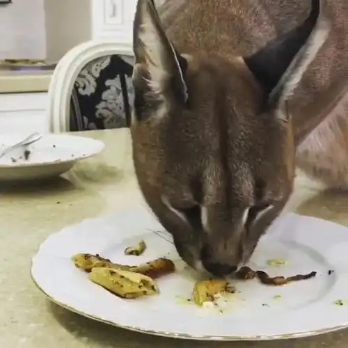 战斗民族家的喵星人(山猫/猞猁)吃通心粉eating pasta