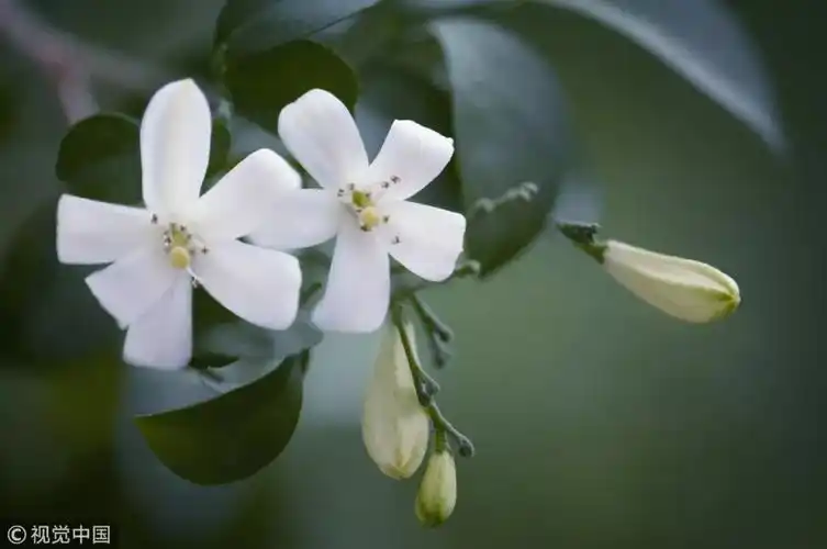 为什么方文山席慕蓉都把七里香比作初恋