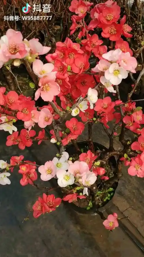 复色东阳锦海棠