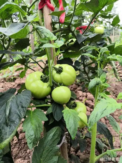 不知道我的这些西红柿能不能够在树上就自然变红呢? - 江津在线e47.cn
