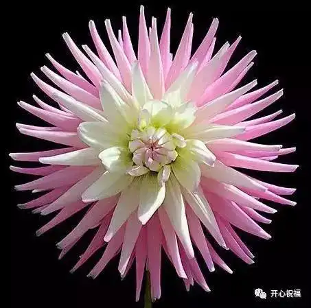 世界上最美的花儿,美到窒息