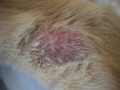 我家狗狗得的是什么皮肤病啊?急急急