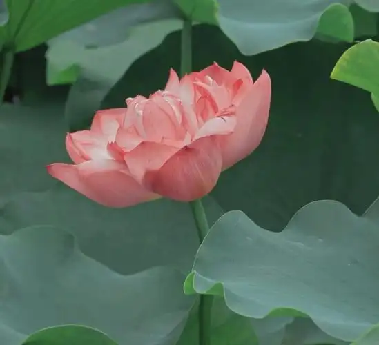 荷花有禅意自古不染尘