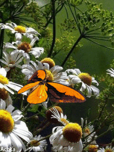 会动的照片花飞蝴蝶乱太美了值得收藏