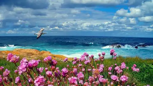 唯美花海意境美图片