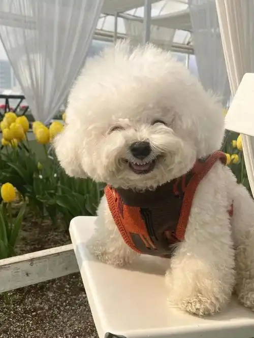 分享一组可爱头像爱笑的狗子