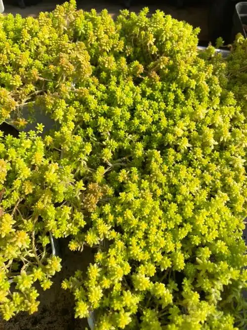 景天黄金万年草78