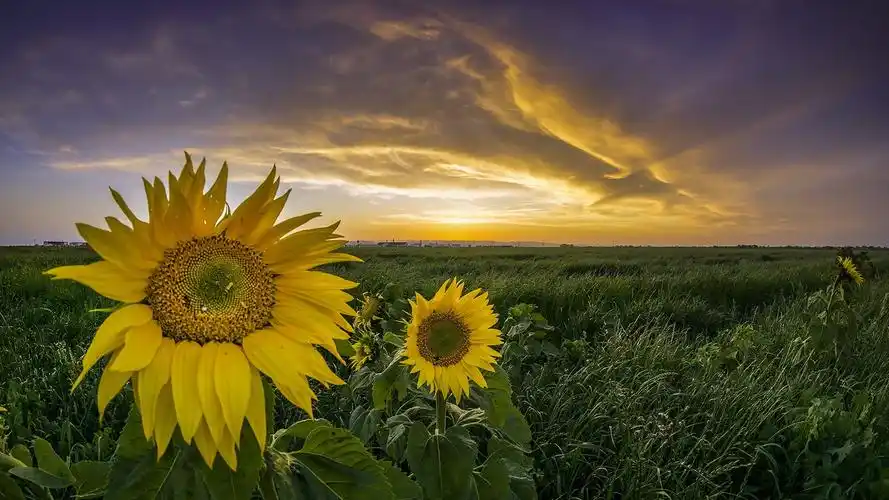 向日葵,草,日落 壁纸 - 1920x1080 全高清