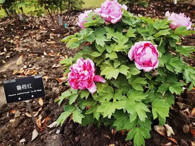 鲁荷红牡丹.jpg