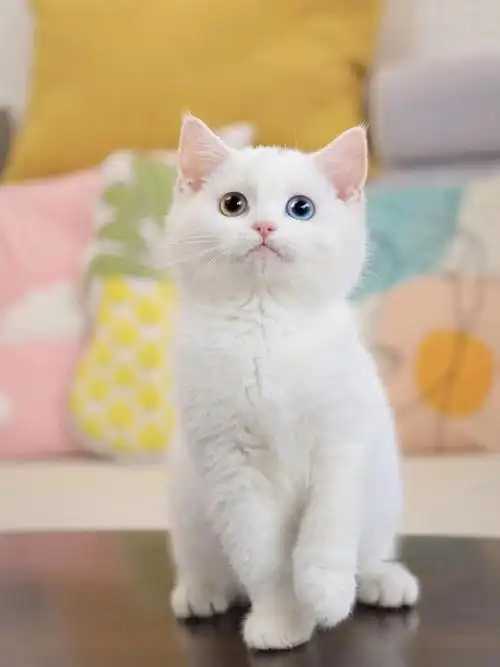 英短纯白弟弟异瞳