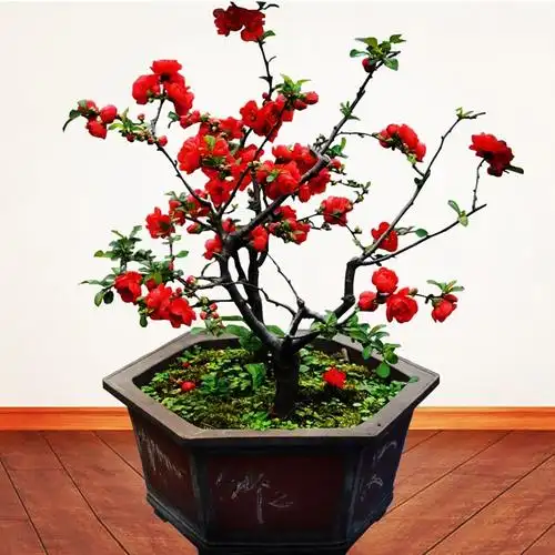 四季海棠盆栽造型盆景名贵花卉植物花卉市场客厅庭院院子精品