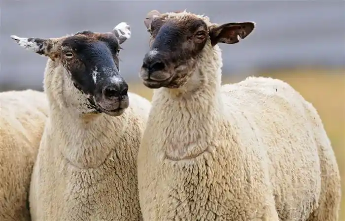 两头温顺可爱的绵羊