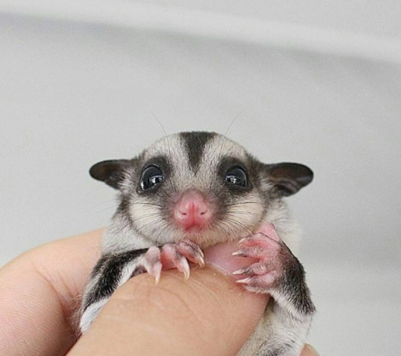 原来蜜袋鼯是一种可以随身携带,还超级粘人的宠物