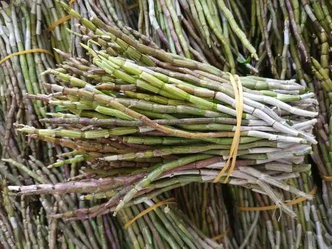 什么是冻干霍山铁皮石斛