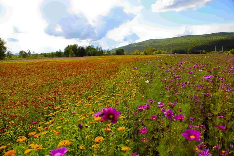 云想衣裳花想容——中国爱情小镇新林遇见浪漫花海