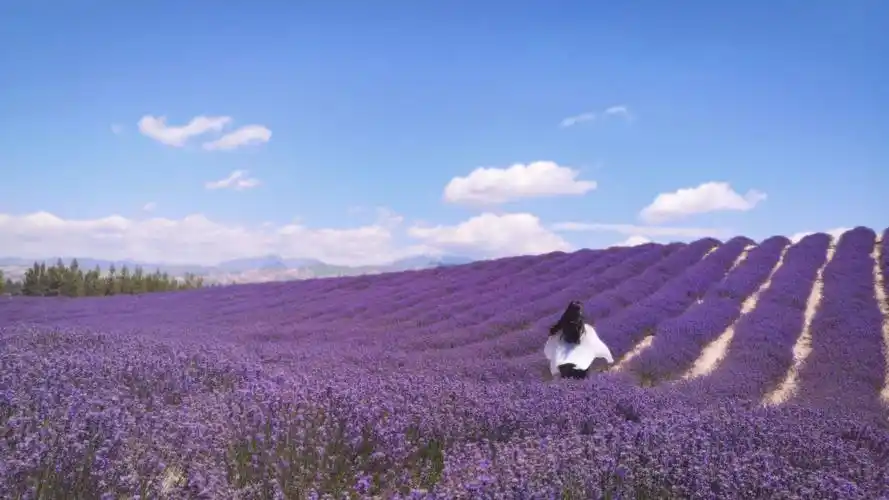 薰衣草花海怎么拍?8个小技巧,教你摆脱尴尬的游客照 - 知乎
