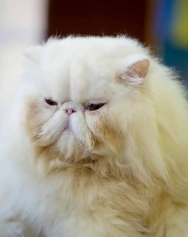 波斯语的猫,奶油色的波斯猫