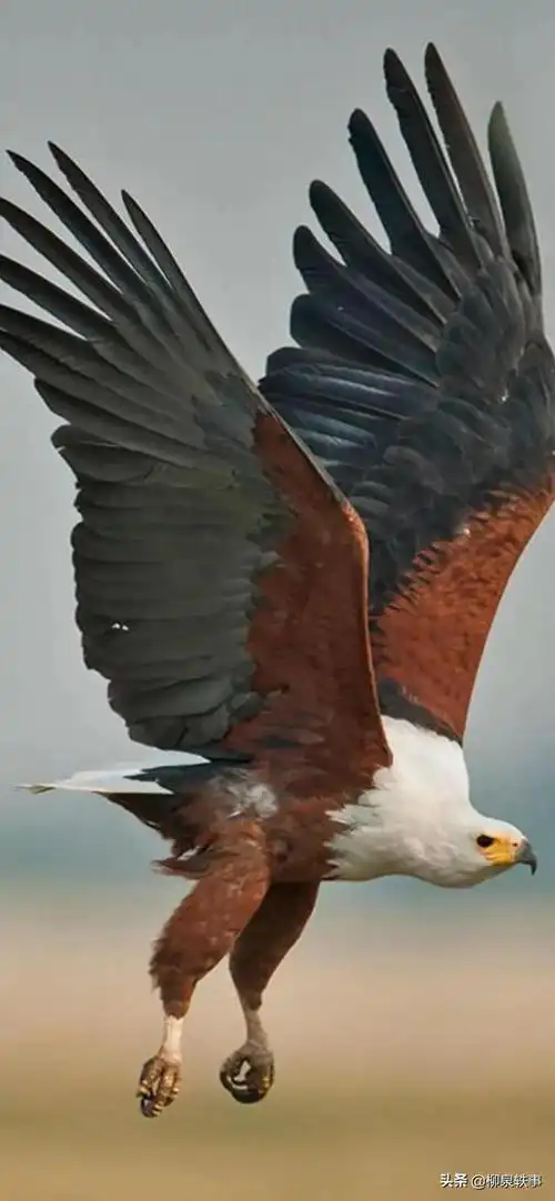 雄鹰壁纸欣赏|鱼虫_网易订阅