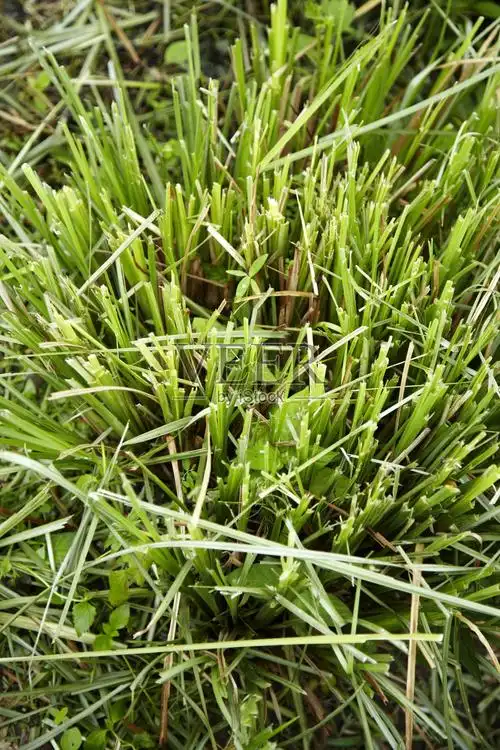 泰国绿草照片摄影图片