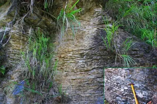 泥质条带砾屑灰岩(蜂窝石)