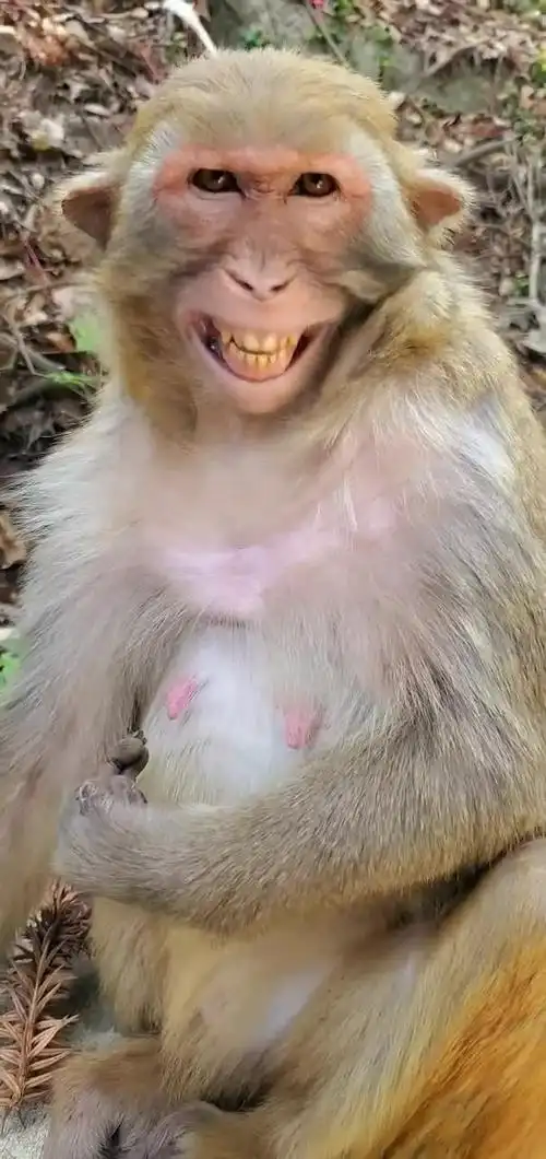 这个猴子的笑容非常迷人,但是给人的感觉却非常狰狞