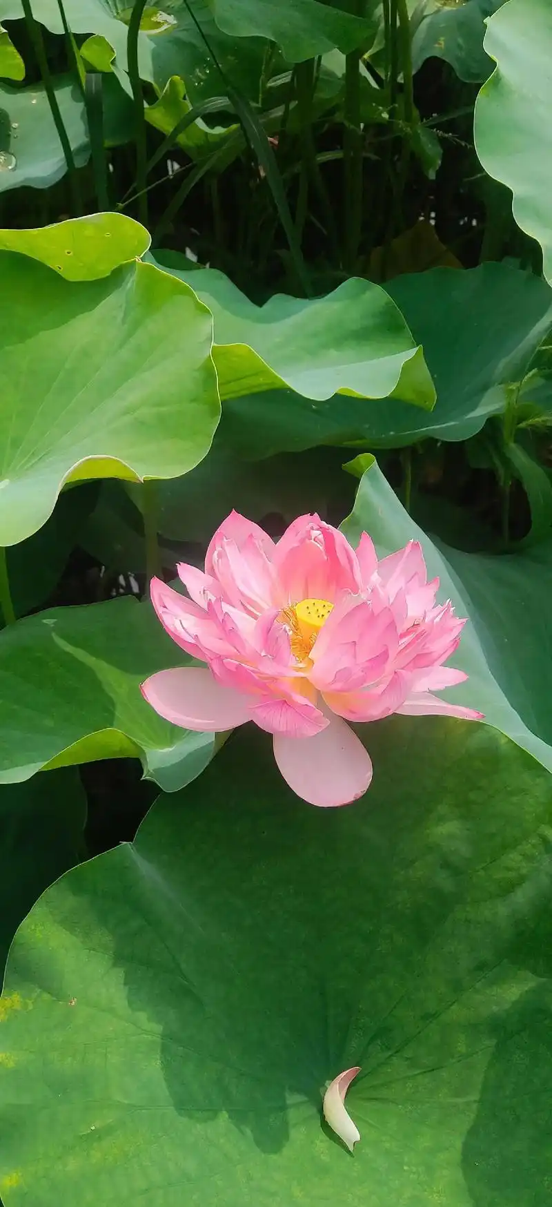 好运莲莲荷花分享给你 弘一法师说:终有一天你会静下心来