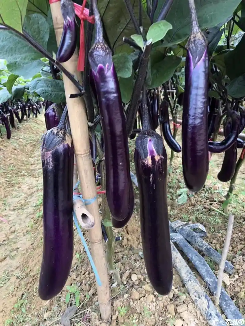农达309茄子在2017年佛山种业博览会的种植表现jpg