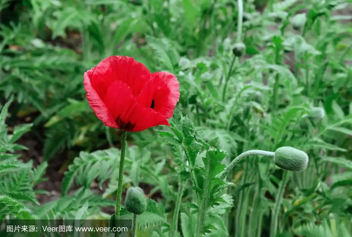 红色的罂粟花和绿色的叶子在花园里