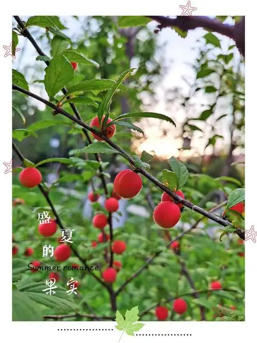 拍摄/后期 露露 文字/网络 榆叶梅的果实是圆圆的球状,在其顶端有短小