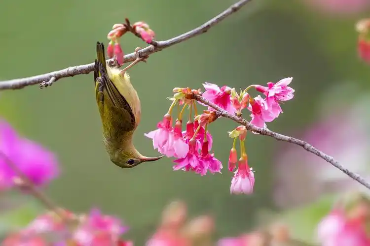 最美花鸟图——樱花与叉尾太阳鸟