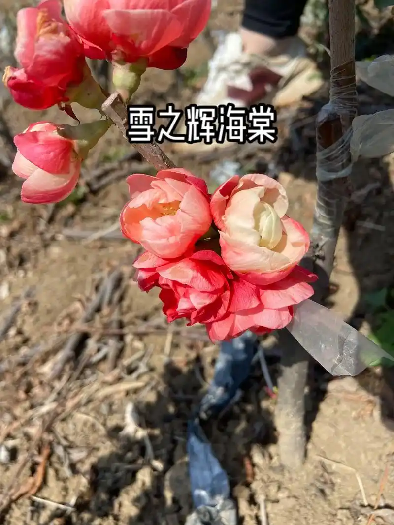 漂亮的雪之辉海棠#抖音助农 #基地直发 #诚信苗木人 - 抖音