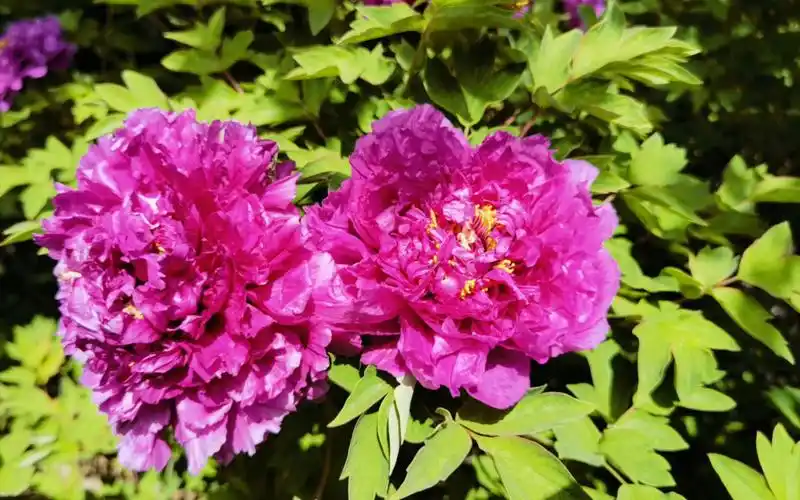 洛阳红—(洛阳牡丹花)