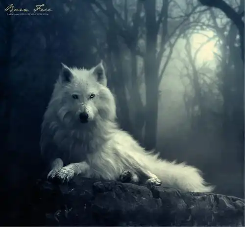 寻找此图的原图和一张酷酷的雪狼图(白色的狼)