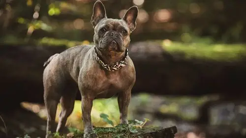 壁纸 斗牛犬的样子,背景虚化 3840x2160 uhd 4k 高清壁纸, 图片, 照片