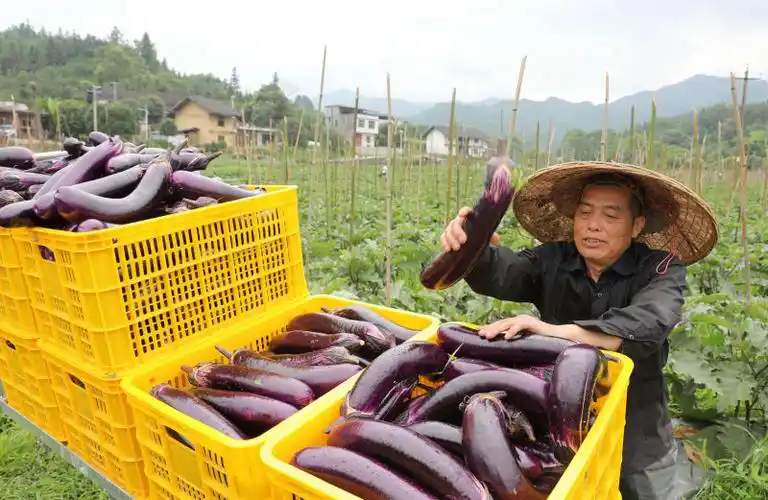 广西三江:茄子丰收采摘忙