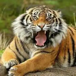 手机头像老虎霸气图片