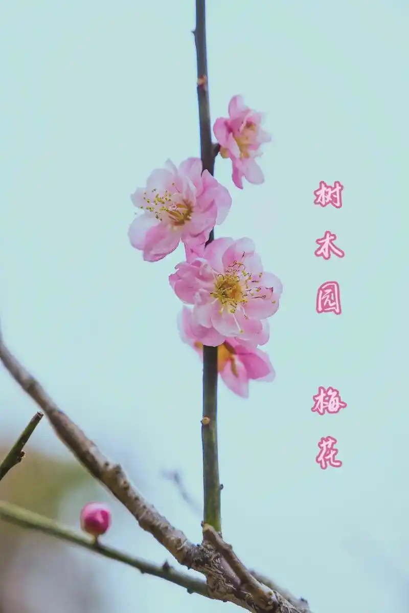 树木园梅花.