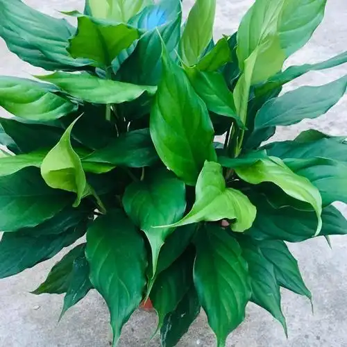 万年青盆栽植物四季常青客厅室内广东万年青土培大型家庭花卉绿植鱼七