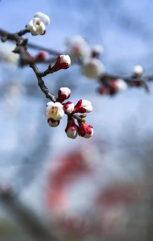 杏花盛开,占尽春风